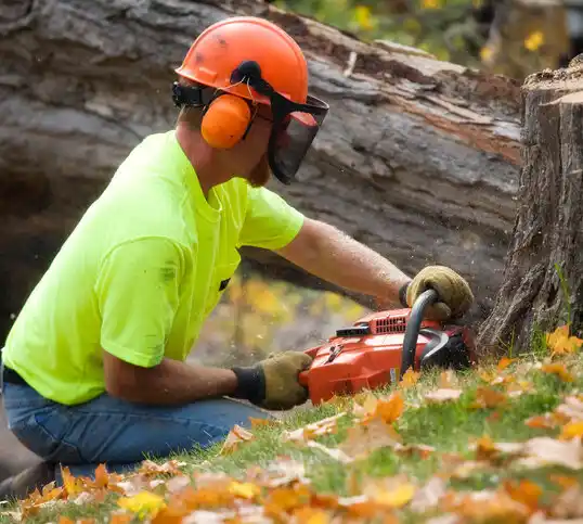 tree services Corcoran